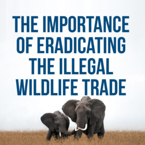 Image - The importance of eradicating the illegal wildlife trade